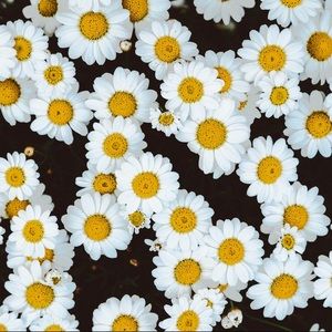 Meet your Posher, Judy